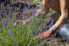 Gardenera Premium Lavender Potting Mix - Nourish Your Lavender Plants for Beautiful Blooms - 1 Quart