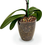 Organic Premium Orchid Soil Mix by Gardenera - Hand Mixed Classic Sphagnum Moss Potting Soil Mix - for Phalaenopsis Orchid - 20 Quart (4 Bags of 5 Quart)
