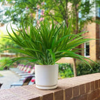 6Pcs Artificial Grass Fake Plants 17.3in 16 Leaves Outdoor Fake Grass UV Resistant Greenery Plastic Plants for Home Window Garden Office Patio Hanging Planter Pathway Front Porch Décor
