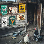 6 Pack Chicken Coop Signs – Vintage Farm Accessories Funny Metal Tin Signs for Outdoor Chicken Coop Decor, Farmhouse Wall Art, Rustic Barn Yard Decorations, 8x12 Inch